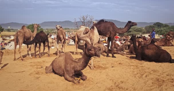 Pushkar India 2019 November Camels Trade Pushkar Mela Camel Fair — Stock videók