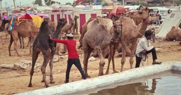 印度普什卡 2019年11月6日 骆驼在普什卡骆驼交易会 Pushkar Mela 上饮水 一年一度的五天骆驼和牲畜交易会 是世界上最大的骆驼交易会和旅游胜地之一 — 图库视频影像