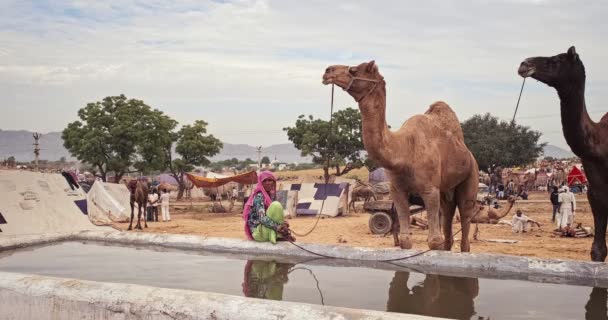 印度普什卡 2019年11月6日 普什卡骆驼展会 Pushkar Camel Fair 上骆驼饮水 世界最大的骆驼展会之一 水平摄像盘 — 图库视频影像