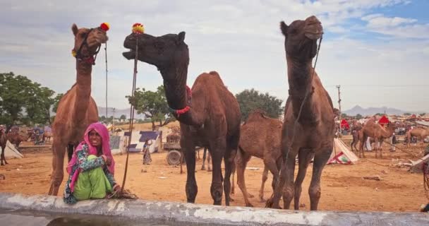 Pushkar Índia Novembro 2019 Camelos Bebendo Água Feira Camelos Pushkar — Vídeo de Stock