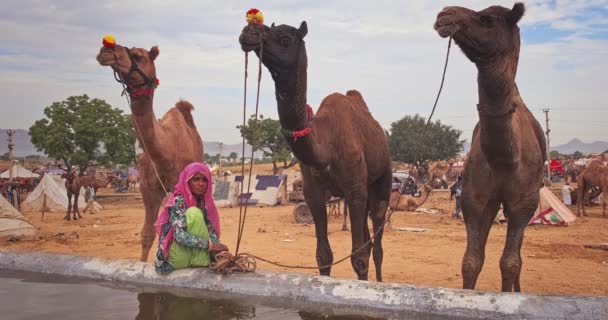 Pushkar Indie Listopada 2019 Wielbłądy Wody Pitnej Targach Wielbłądów Pushkar — Wideo stockowe