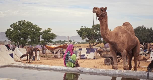 Pushkar India Novembre 2019 Cammelli Che Bevono Acqua Alla Fiera — Video Stock