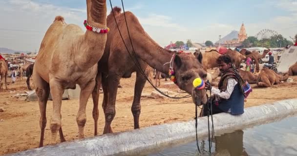プシュカル インド 11月6 2019 プシュカルラクダフェアでラクダが水を飲む プシュカル 毎年5日間のラクダと家畜のフェア 世界最大のラクダの見本市や観光名所の一つ — ストック動画
