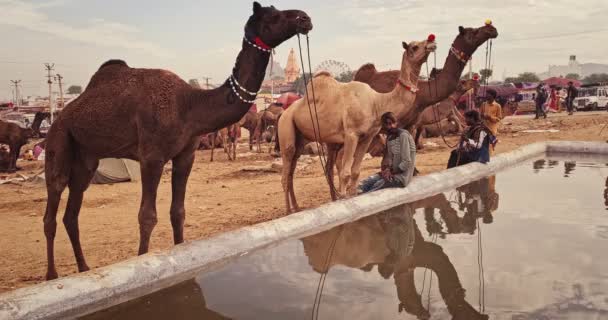 プシュカル インド 11月6 2019 プシュカルラクダフェアでラクダが水を飲む プシュカル 毎年5日間のラクダと家畜のフェア 世界最大のラクダの見本市や観光名所の一つ — ストック動画