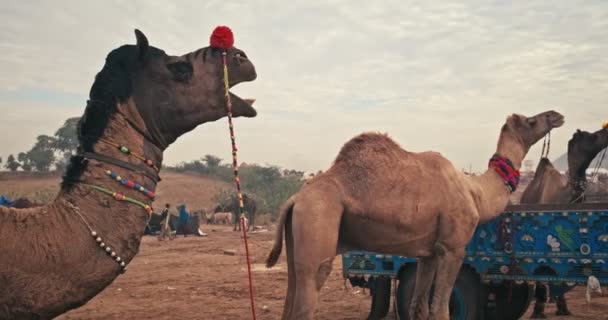 Pushkar Indie Listopadu 2019 Dekorované Velbloudi Prodej Veletrhu Pushkar Mela — Stock video