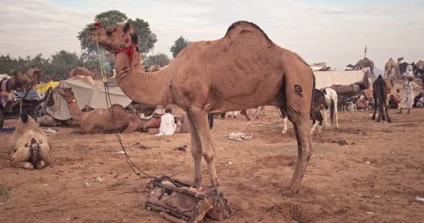 Pushkar India Noviembre 2019 Comercio Camellos Feria Camellos Pushkar Mela — Vídeo de stock