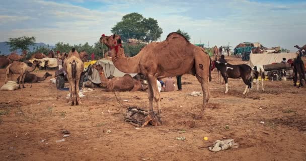 Pushkar Indien November 2019 Kameler Byter Pushkar Mela Camel Mässa — Stockvideo