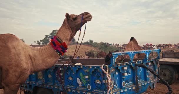 Pushkar Indien November 2019 Dekorerade Kameler Till Salu Pushkar Mela — Stockvideo