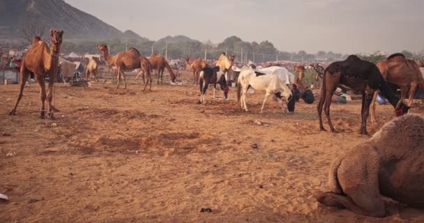 Pushkar India Novembre 2019 Commercio Dei Cammelli Fiera Dei Cammelli — Video Stock