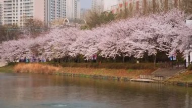 SEOUL, Güney Kore - 7 Nisan 2017: Seokchon Lake Park, Seul, Güney Kore 'de Lotte World yakınlarında baharda çiçek açan kiraz çiçeği sokağı. Yatay kamera tavası