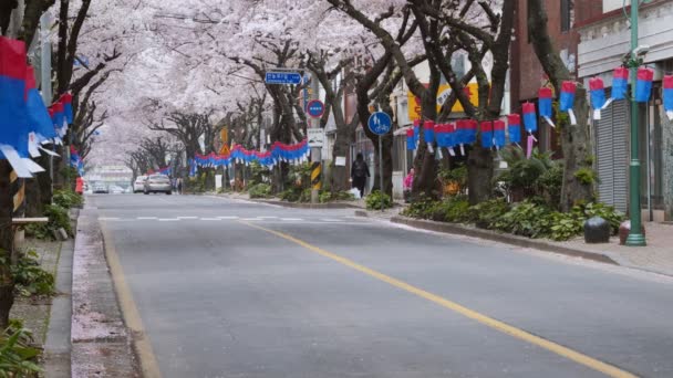 Jeju Corea Del Sur Abril 2018 Flor Sakura Árboles Flor — Vídeo de stock