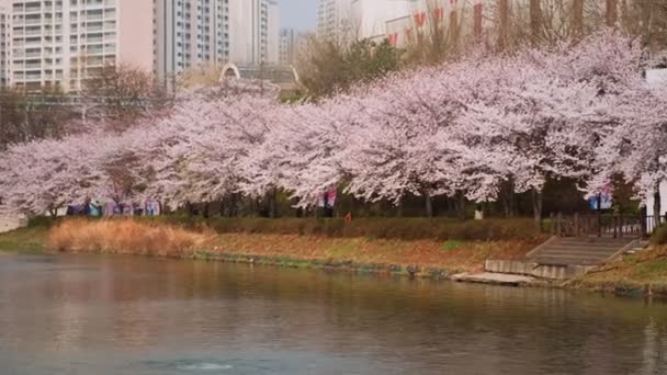Seoul South Korea Április 2017 Virágzó Sakura Cseresznyevirág Sikátor Parkban — Stock videók