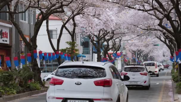 Jeju Coréia Sul Abril 2018 Flores Cerejeira Sakura Florescendo Primavera — Vídeo de Stock