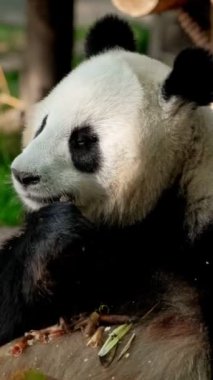 Çin turistik cazibesi - dev panda bambu yiyor. Chengdu, Sichuan, Çin