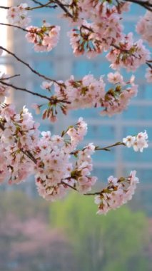Bahar ayında Seul, Güney Kore 'de gökdelen binasına karşı çiçek açan kiraz ağacı dalı.