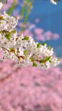 Çiçek açan sakura kiraz çiçeği arka plan bahar, Güney Kore