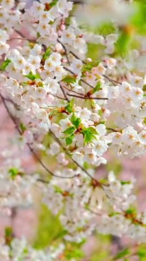 Çiçek açan sakura kiraz çiçeği arka plan bahar, Güney Kore