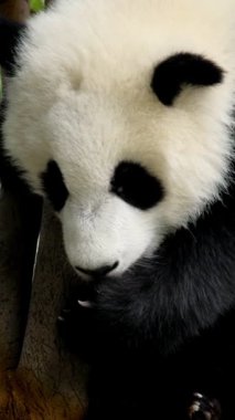 Ağaçtaki dev panda yavrusu. Chengdu, Sichuan, Çin