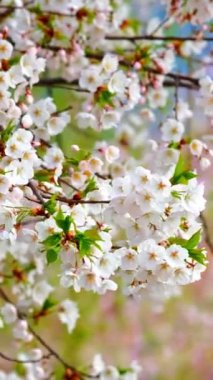 Çiçek açan sakura kiraz çiçeği arka plan bahar, Güney Kore