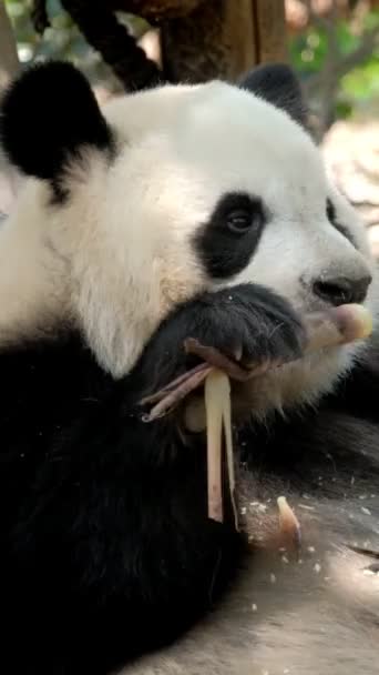 中国の観光名所 竹を食べる巨大パンダ熊 Chengdu — ストック動画
