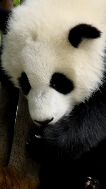 Ağaçtaki Dev Panda Yavrusu Chengdu Sichuan Çin — Stok video