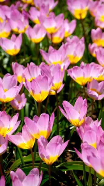 Tulipes Roses Fleurs Tulipa Saxatilis Dans Jardin Keukenhof Également Connu — Video