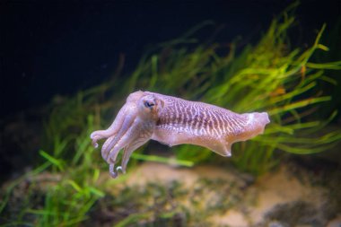 Denizdeki yaygın (Avrupa) mürekkep balığı (Sepia officinalis) - mürekkep balığı ve ahtapotla ilgili sefalopod (sefalopod)