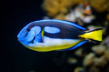 Mavi palet cerrah balığı Paracanthurus hepatus namı diğer mavi tang balığı denizin altında