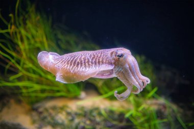 The Common (European) Cuttlefish (Sepia officinalis) underwater in sea - cephalopod, related to squid and octopus clipart