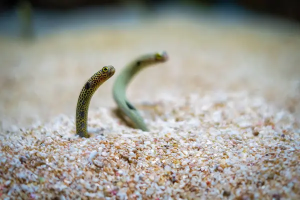 Spotted Κήπο Χέλι Heteroconger Hassi Ψάρια Στη Θάλασσα Άμμο Πυθμένα Royalty Free Εικόνες Αρχείου