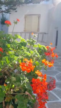 Yunanistan 'ın ünlü Mykonos adasında, Mykonos kasabasının mavi pencereli geleneksel beyaz boyalı evleri olan manzaralı dar sokaklar. Kamera izleme