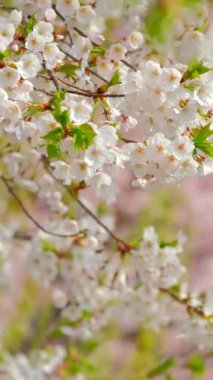 Çiçek açan sakura kiraz çiçeği arka plan bahar, Güney Kore