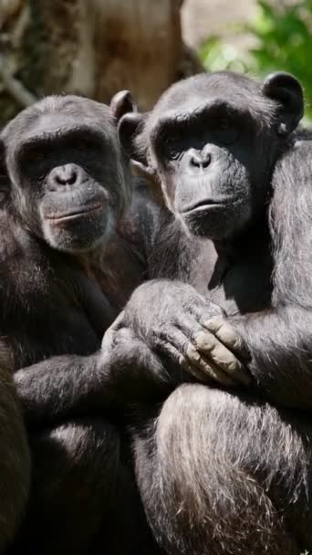 Porträtt Grupp Schimpanser Från Afrika — Stockvideo