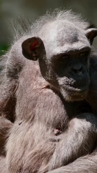 아프리카에서 침팬지의 초상화 — 비디오