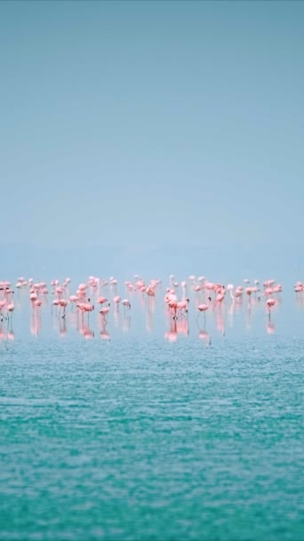 Птицы Розового Фламинго Гуляющие Озеру Самар Сальт Штате Раджастхан Индия — стоковое видео