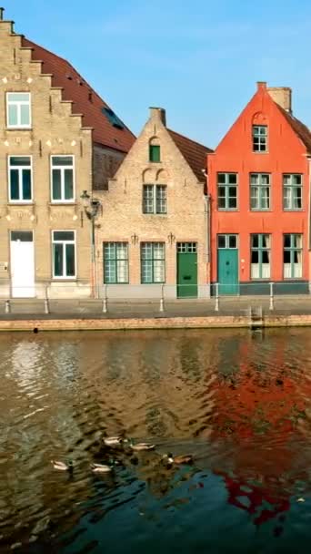 Oude Huizen Gracht Met Eenden Beroemde Toeristische Stad Brugge Brugge — Stockvideo
