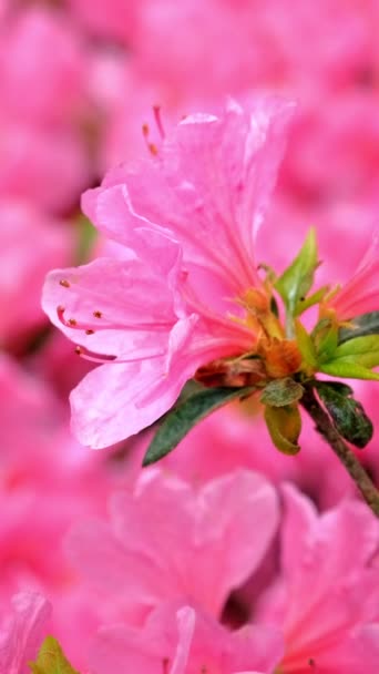 Rhododendron Mucronulatum Flor Rhododendron Coreano Fechar Seul Coreia Sul — Vídeo de Stock