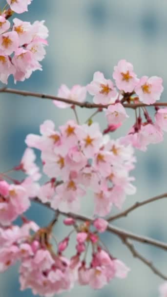 Blooming Sakura Cherry Blossom Branch Skyscraper Building Background Spring Soul — kuvapankkivideo