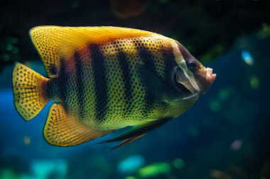 Altı çubuk melek balığı Pomacanthus sexstriatus namı diğer altı bantlı melek balığı denizin altında