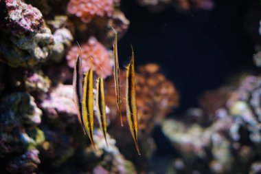 Razorfish Aeoliscus strigatus, namı diğer ustura balığı, eklemli ustura balığı veya deniz altındaki mercan karides balığı.