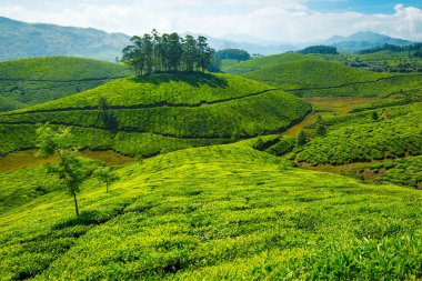 Çay tarlaları olan yeşil tepeler. Munnar, Kerala, Hindistan