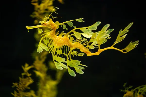 stock image Leafy Seadragon Phycodurus eques or Glauert's seadragon marine fish underwater