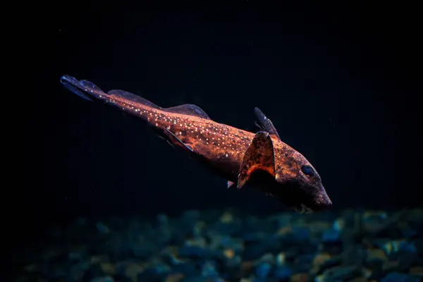 Spotted Ratfish Hydrolagus Colliei Fish Underwater Sea — Stock Photo, Image