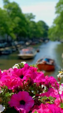 Köprüde geçen tekneler ve çiçekler olan Amsterdam Kanalı. Çiçeklere odaklan. Amsterdam, Hollanda