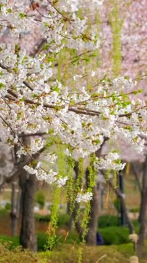 Çiçek açan sakura kiraz çiçeği arka plan bahar, Güney Kore