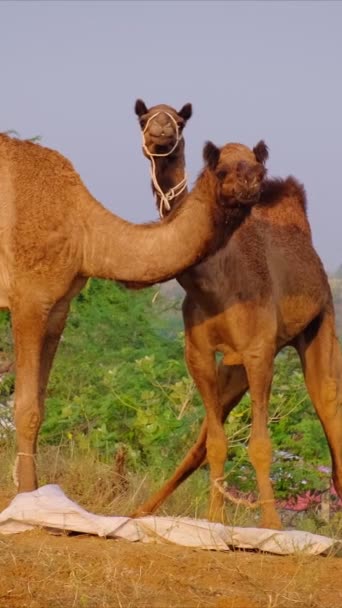 Camels Chewing Eating Famous Indian Camel Trade Pushkar Mela Fair — Stock Video