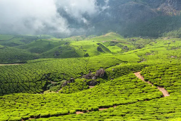 Evergreen Tea Plantações Chá Indiano Munnar Kerala Sul Índia Fotografias De Stock Royalty-Free