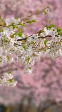 Çiçek açan sakura kiraz çiçeği arka plan bahar, Güney Kore