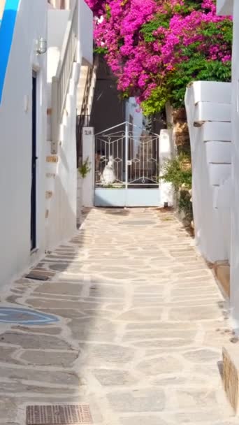 Yunanistan Ünlü Paros Adası Ndaki Naousa Kasabasının Çiçek Açan Begonvil — Stok video