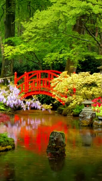 Small Bridge Japanese Garden Park Clingendael Hague Netherlands Rain — Stock Video
